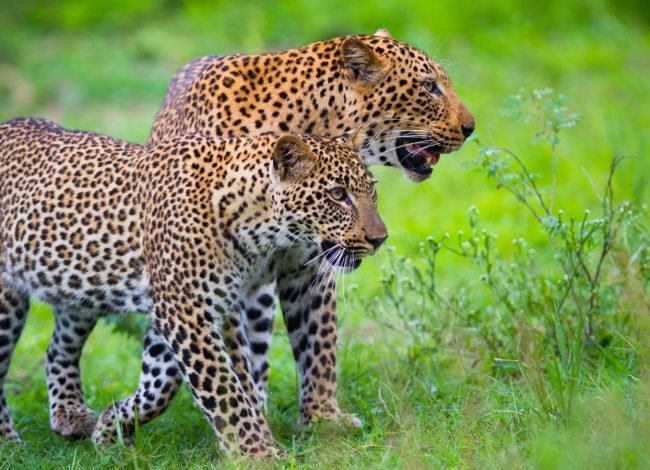 south-luangwa-tailor-made-safari-holidays-in-zambia=403427-300